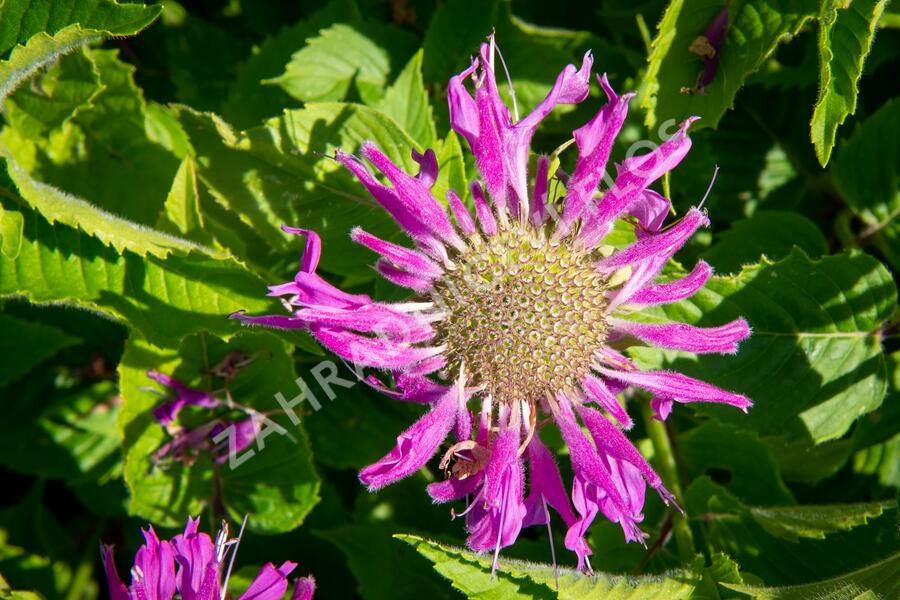 Zavinutka podvojná 'Knight Violet' - Monarda didyma 'Knight Violet'