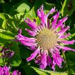 Zavinutka podvojná 'Knight Violet' - Monarda didyma 'Knight Violet'