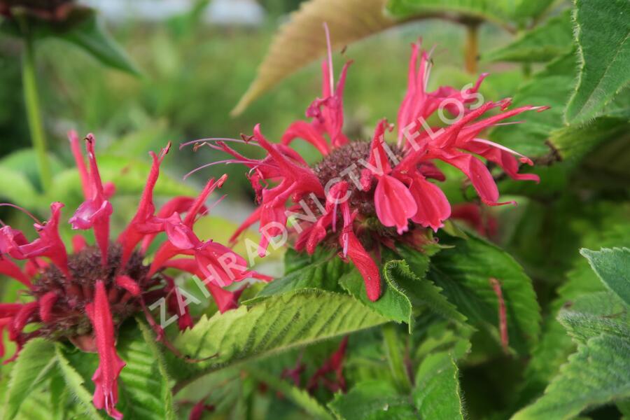 Zavinutka podvojná 'Knight Rose' - Monarda didyma 'Knight Rose'