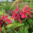 Zavinutka podvojná 'Knight Rose' - Monarda didyma 'Knight Rose'