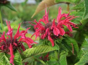 Zavinutka podvojná 'Knight Rose' - Monarda didyma 'Knight Rose'