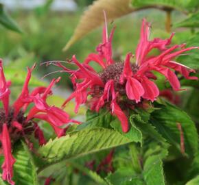 Zavinutka podvojná 'Knight Rose' - Monarda didyma 'Knight Rose'