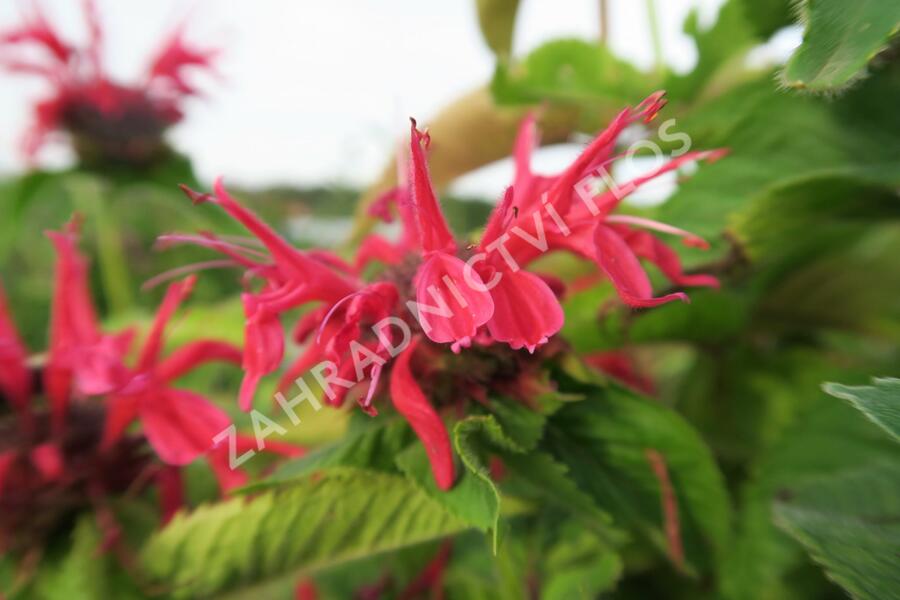 Zavinutka podvojná 'Knight Rose' - Monarda didyma 'Knight Rose'