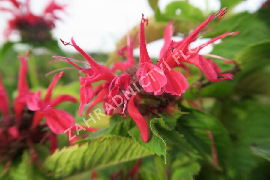 Zavinutka podvojná 'Knight Rose' - Monarda didyma 'Knight Rose'