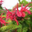 Zavinutka podvojná 'Knight Rose' - Monarda didyma 'Knight Rose'