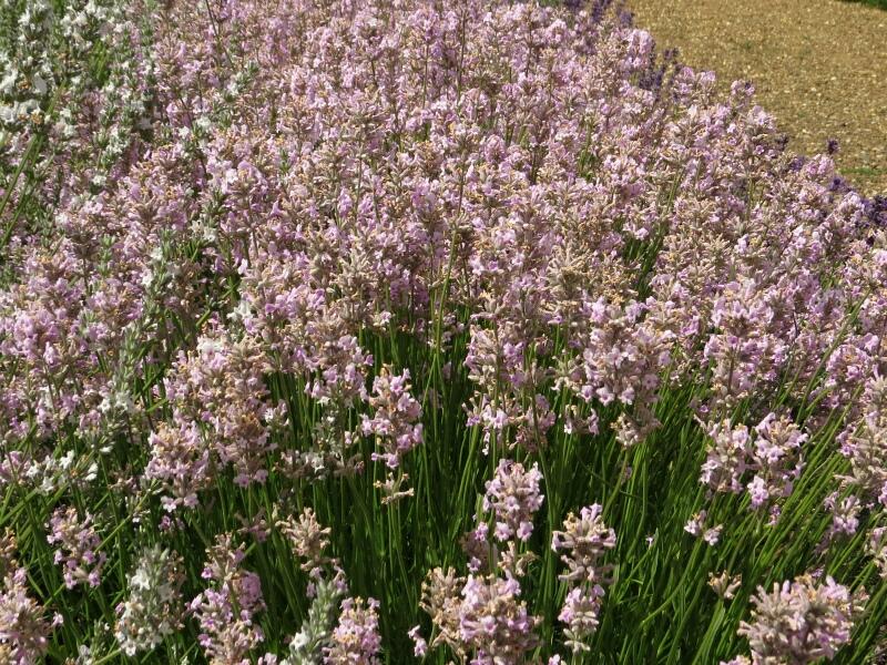 Levandule úzkolistá 'Rosea' - Lavandula angustifolia 'Rosea'