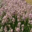 Levandule úzkolistá 'Rosea' - Lavandula angustifolia 'Rosea'