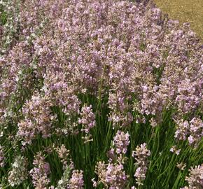 Levandule úzkolistá 'Rosea' - Lavandula angustifolia 'Rosea'