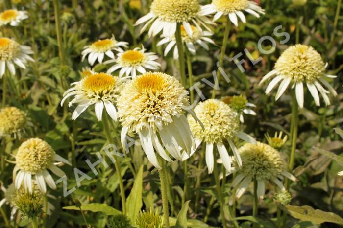 Třapatka nachová 'Papallo Semi Double White' - Echinacea purpurea 'Papallo Semi Double White'