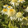 Třapatkovka nachová 'Papallo Semi Double White' - Echinacea purpurea 'Papallo Semi Double White'