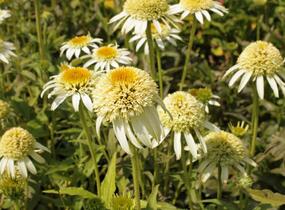 Třapatkovka nachová 'Papallo Semi Double White' - Echinacea purpurea 'Papallo Semi Double White'