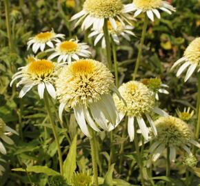 Třapatka nachová 'Papallo Semi Double White' - Echinacea purpurea 'Papallo Semi Double White'