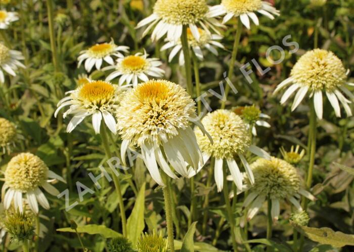 Třapatka nachová 'Papallo Semi Double White' - Echinacea purpurea 'Papallo Semi Double White'