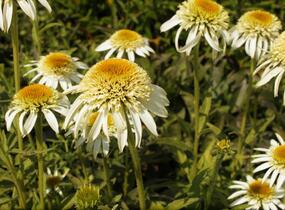 Třapatkovka nachová 'Papallo Semi Double White' - Echinacea purpurea 'Papallo Semi Double White'