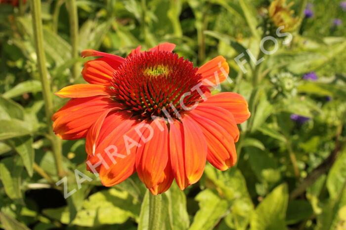 Třapatkovka nachová 'Papallo Classic Orange-Rose' - Echinacea purpurea 'Papallo Classic Orange-Rose'