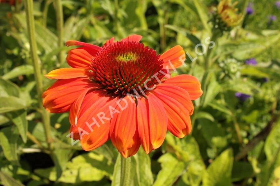 Třapatkovka nachová 'Papallo Classic Orange-Rose' - Echinacea purpurea 'Papallo Classic Orange-Rose'