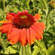 Třapatkovka nachová 'Papallo Classic Orange-Rose' - Echinacea purpurea 'Papallo Classic Orange-Rose'