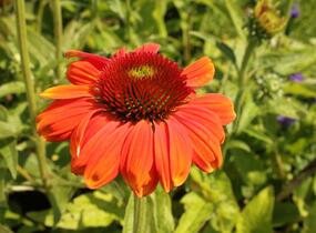 Třapatkovka nachová 'Papallo Classic Orange-Rose' - Echinacea purpurea 'Papallo Classic Orange-Rose'