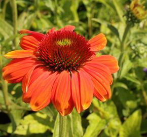 Třapatkovka nachová 'Papallo Classic Orange-Rose' - Echinacea purpurea 'Papallo Classic Orange-Rose'