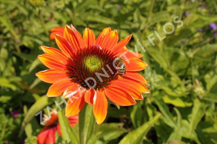 Třapatkovka nachová 'Papallo Classic Orange-Rose' - Echinacea purpurea 'Papallo Classic Orange-Rose'