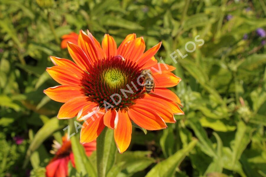 Třapatkovka nachová 'Papallo Classic Orange-Rose' - Echinacea purpurea 'Papallo Classic Orange-Rose'