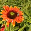 Třapatkovka nachová 'Papallo Classic Orange-Rose' - Echinacea purpurea 'Papallo Classic Orange-Rose'