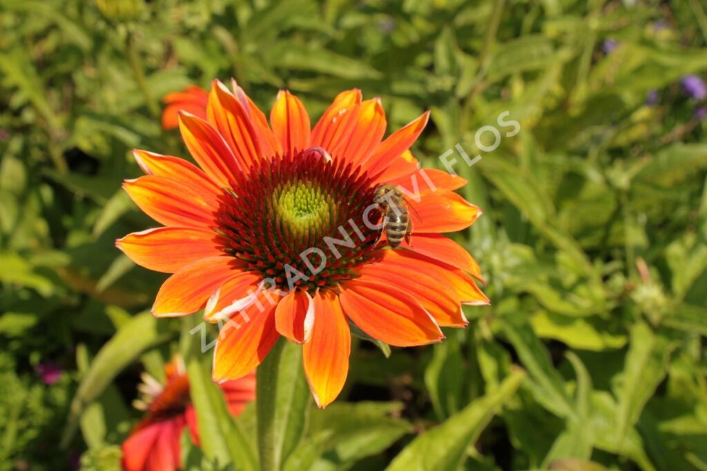 Třapatkovka nachová 'Papallo Classic Orange-Rose' - Echinacea purpurea 'Papallo Classic Orange-Rose'