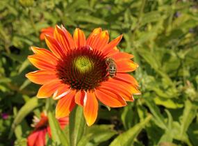 Třapatkovka nachová 'Papallo Classic Orange-Rose' - Echinacea purpurea 'Papallo Classic Orange-Rose'