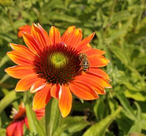 Třapatkovka nachová 'Papallo Classic Orange-Rose' - Echinacea purpurea 'Papallo Classic Orange-Rose'