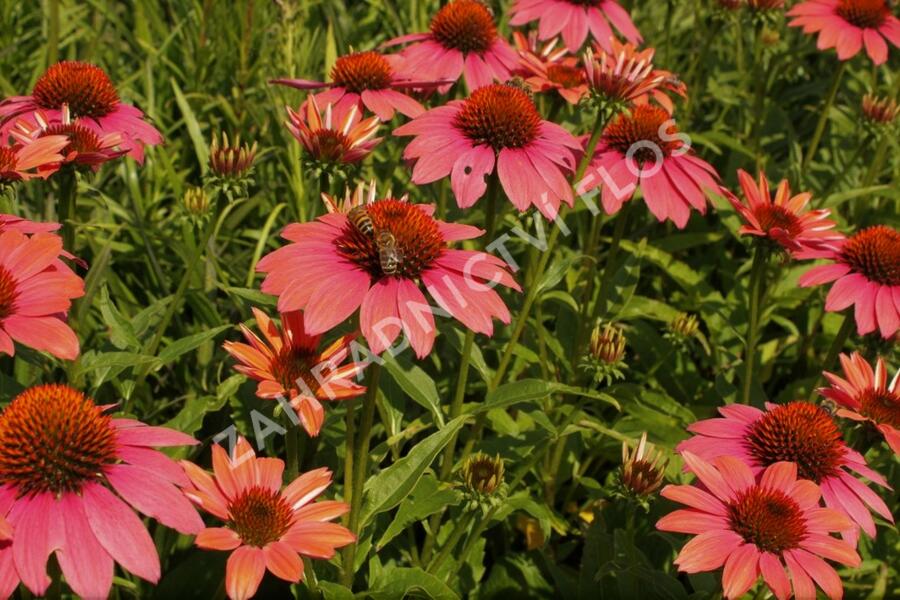 Třapatkovka nachová 'Papallo Classic Dragon Fruit' - Echinacea purpurea 'Papallo Classic Dragon Fruit'