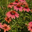 Třapatkovka nachová 'Papallo Classic Dragon Fruit' - Echinacea purpurea 'Papallo Classic Dragon Fruit'