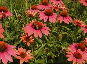 Třapatkovka nachová 'Papallo Classic Dragon Fruit' - Echinacea purpurea 'Papallo Classic Dragon Fruit'
