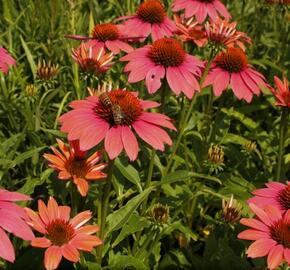 Třapatkovka nachová 'Papallo Classic Dragon Fruit' - Echinacea purpurea 'Papallo Classic Dragon Fruit'