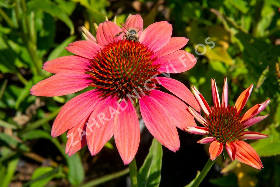 Třapatkovka nachová 'Papallo Classic Dragon Fruit' - Echinacea purpurea 'Papallo Classic Dragon Fruit'