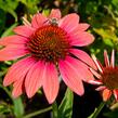 Třapatkovka nachová 'Papallo Classic Dragon Fruit' - Echinacea purpurea 'Papallo Classic Dragon Fruit'