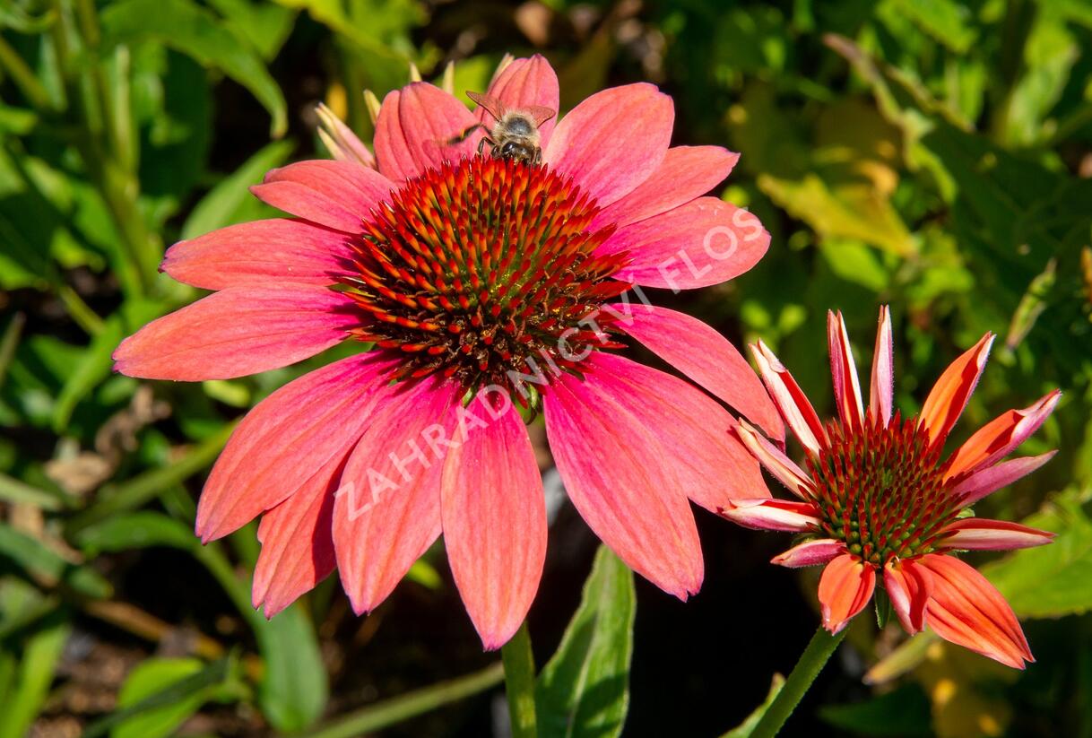 Třapatkovka nachová 'Papallo Classic Dragon Fruit' - Echinacea purpurea 'Papallo Classic Dragon Fruit'