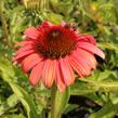 Třapatkovka nachová 'Papallo Classic Deep Rose' - Echinacea purpurea 'Papallo Classic Deep Rose'