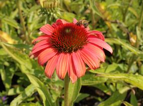 Třapatkovka nachová 'Papallo Classic Deep Rose' - Echinacea purpurea 'Papallo Classic Deep Rose'