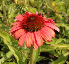 Třapatka nachová 'Papallo Classic Deep Rose' - Echinacea purpurea 'Papallo Classic Deep Rose'