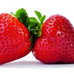 Jahodník jednouplodící 'Vivaldi' - Fragaria ananassa 'Vivaldi'