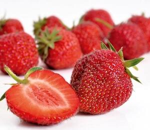 Jahodník jednouplodící 'Senga Sengana' - Fragaria ananassa 'Senga Sengana'