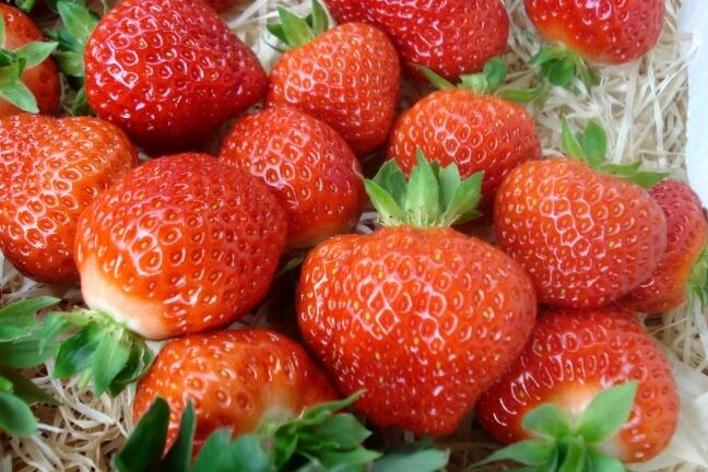 Jahodník jednouplodící 'Salsa' - Fragaria ananassa 'Salsa'