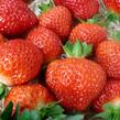 Jahodník jednouplodící 'Salsa' - Fragaria ananassa 'Salsa'