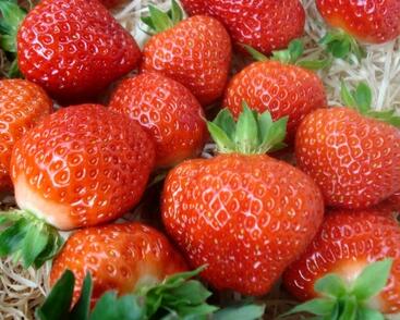 Jahodník jednouplodící 'Salsa'