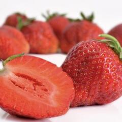 Jahodník jednouplodící 'Korona' - Fragaria ananassa 'Korona'