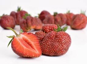 Jahodník jednouplodící 'Karmen' - Fragaria ananassa 'Karmen'