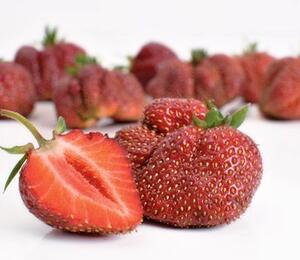 Jahodník jednouplodící 'Karmen' - Fragaria ananassa 'Karmen'