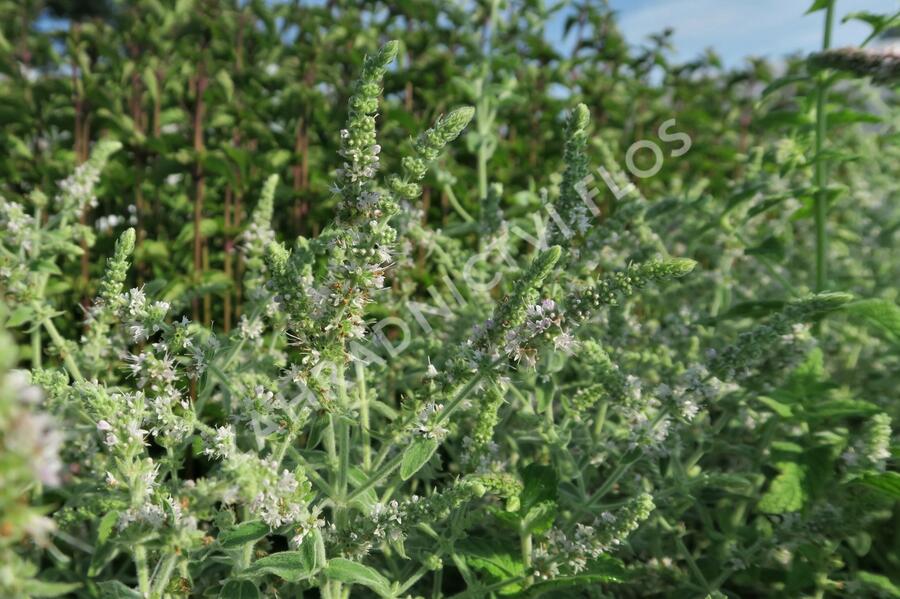 Máta dlouholistá - Mentha longifolia