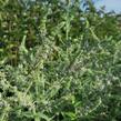 Máta dlouholistá - Mentha longifolia