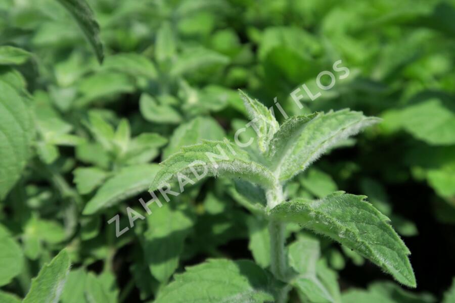 Máta dlouholistá - Mentha longifolia